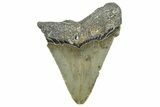 Bargain, Juvenile Megalodon Tooth - Serrated Blade #362953-1